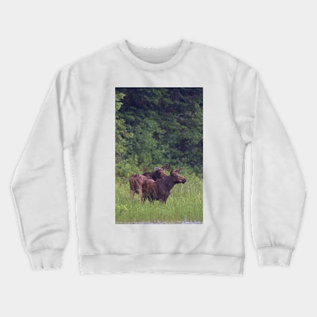 Summer moose in rain, Algonquin Park Crewneck Sweatshirt by Jim Cumming